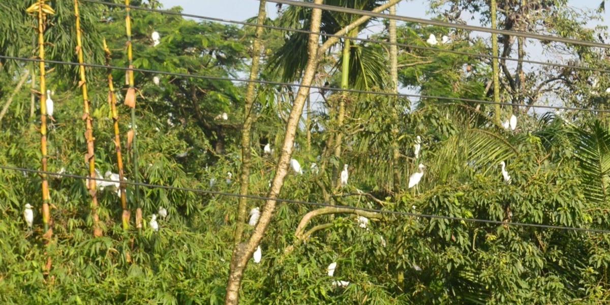 পাখি বাড়ির পথে...